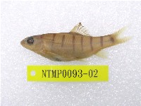 藏品(臺灣石(魚賓))的圖片